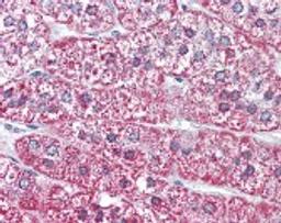 Immunohistochemistry staining of MRGPRF in adrenal tissue tissue using MRGPRF Antibody.