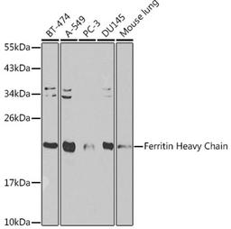 Western blot - Ferritin Heavy Chain antibody (A1144)