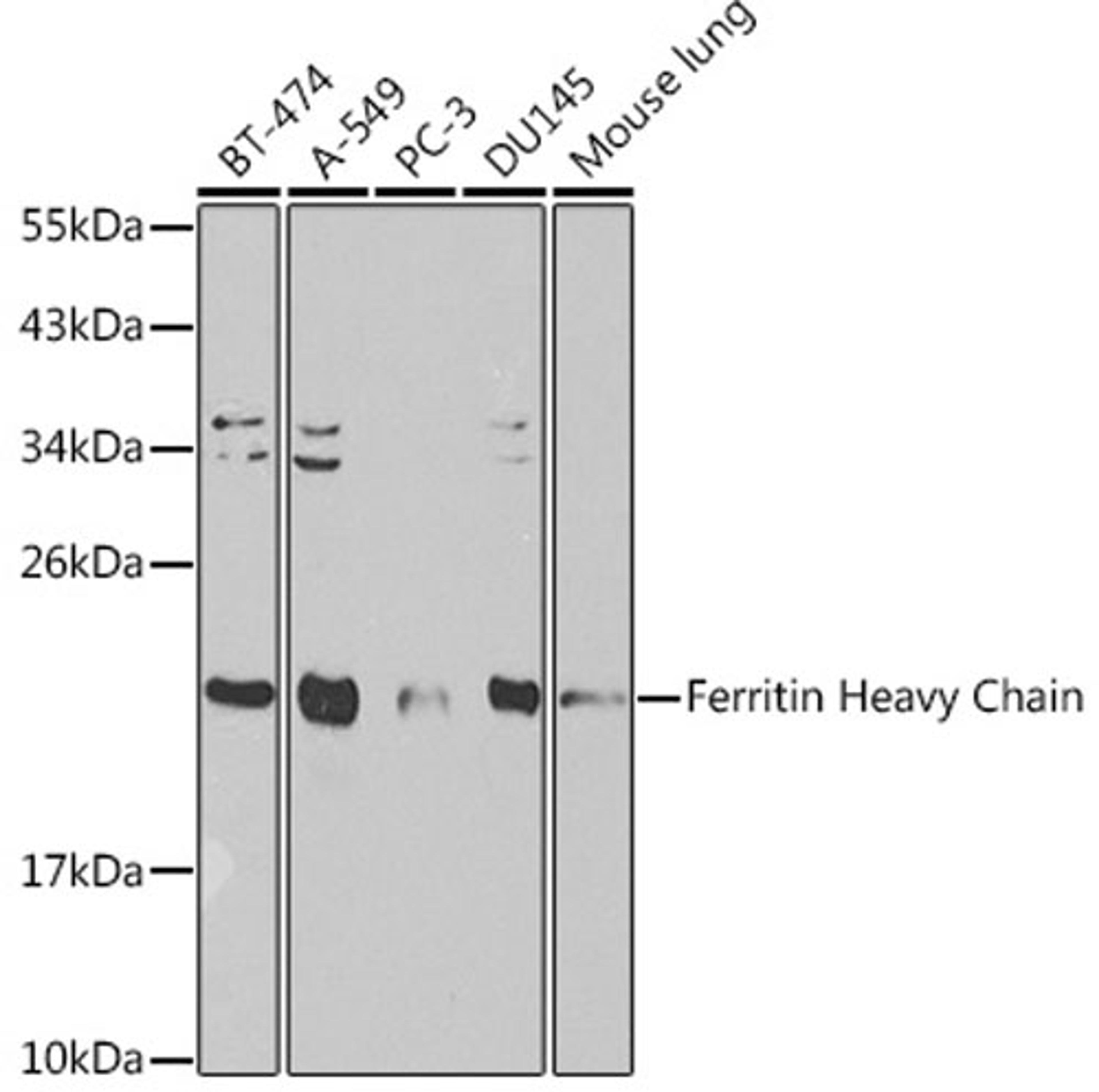 Western blot - Ferritin Heavy Chain antibody (A1144)