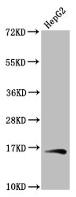 Western Blot. Positive WB detected in: HepG2 whole cell lysate. All lanes: HIST1H3A antibody at 1.04µg/ml. Secondary. Goat polyclonal to rabbit IgG at 1/50000 dilution. Predicted band size: 16 kDa. Observed band size: 16 kDa