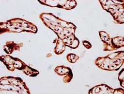 IHC image of CSB-PA008786LA01HU diluted at 1:400 and staining in paraffin-embedded human placenta tissue performed on a Leica BondTM system. After dewaxing and hydration, antigen retrieval was mediated by high pressure in a citrate buffer (pH 6.0). Section was blocked with 10% normal goat serum 30min at RT. Then primary antibody (1% BSA) was incubated at 4°C overnight. The primary is detected by a biotinylated secondary antibody and visualized using an HRP conjugated SP system.