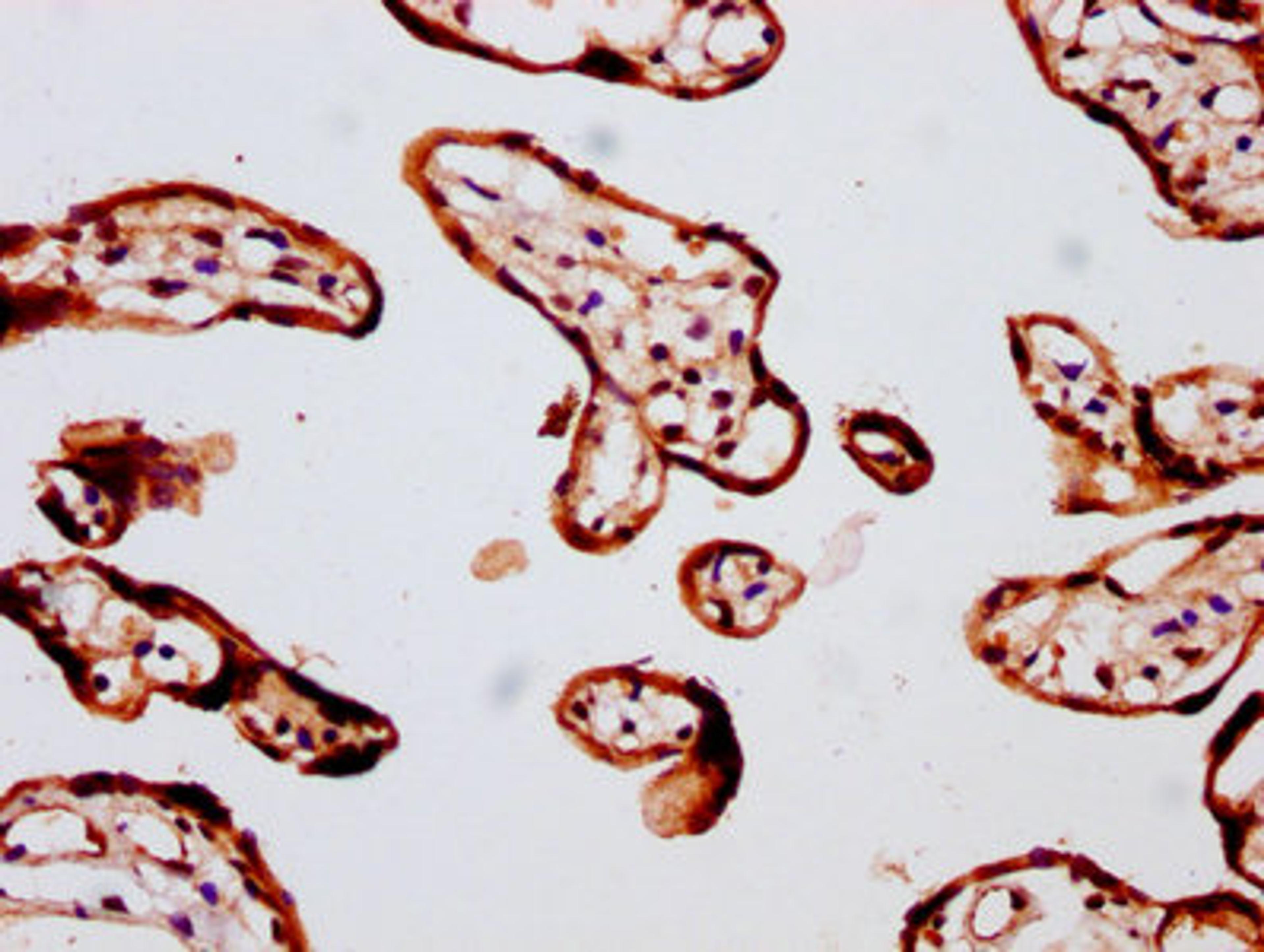 IHC image of CSB-PA008786LA01HU diluted at 1:400 and staining in paraffin-embedded human placenta tissue performed on a Leica BondTM system. After dewaxing and hydration, antigen retrieval was mediated by high pressure in a citrate buffer (pH 6.0). Section was blocked with 10% normal goat serum 30min at RT. Then primary antibody (1% BSA) was incubated at 4°C overnight. The primary is detected by a biotinylated secondary antibody and visualized using an HRP conjugated SP system.