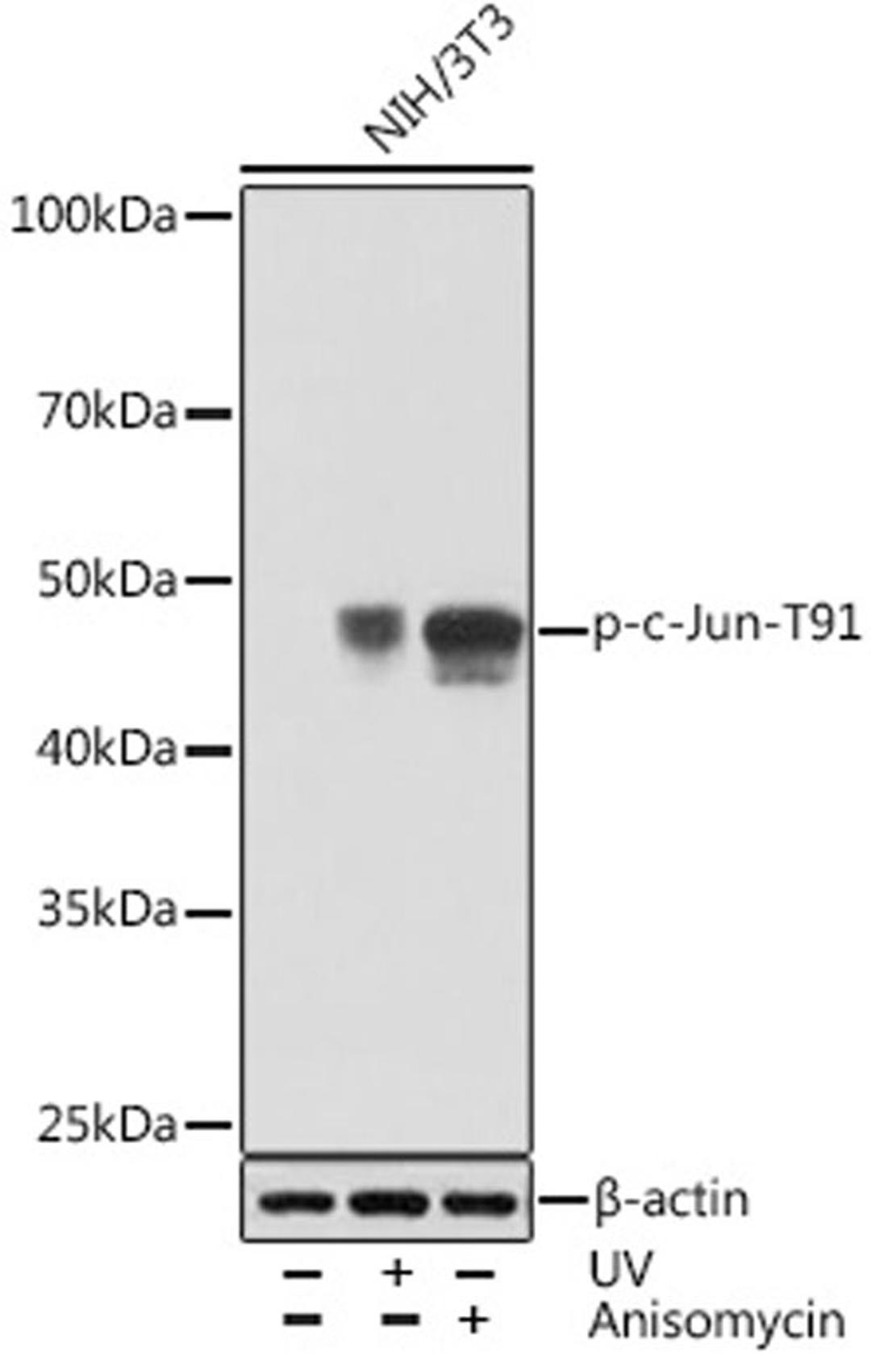 Western blot - Phospho-c-Jun-T91 Rabbit mAb (AP1003)