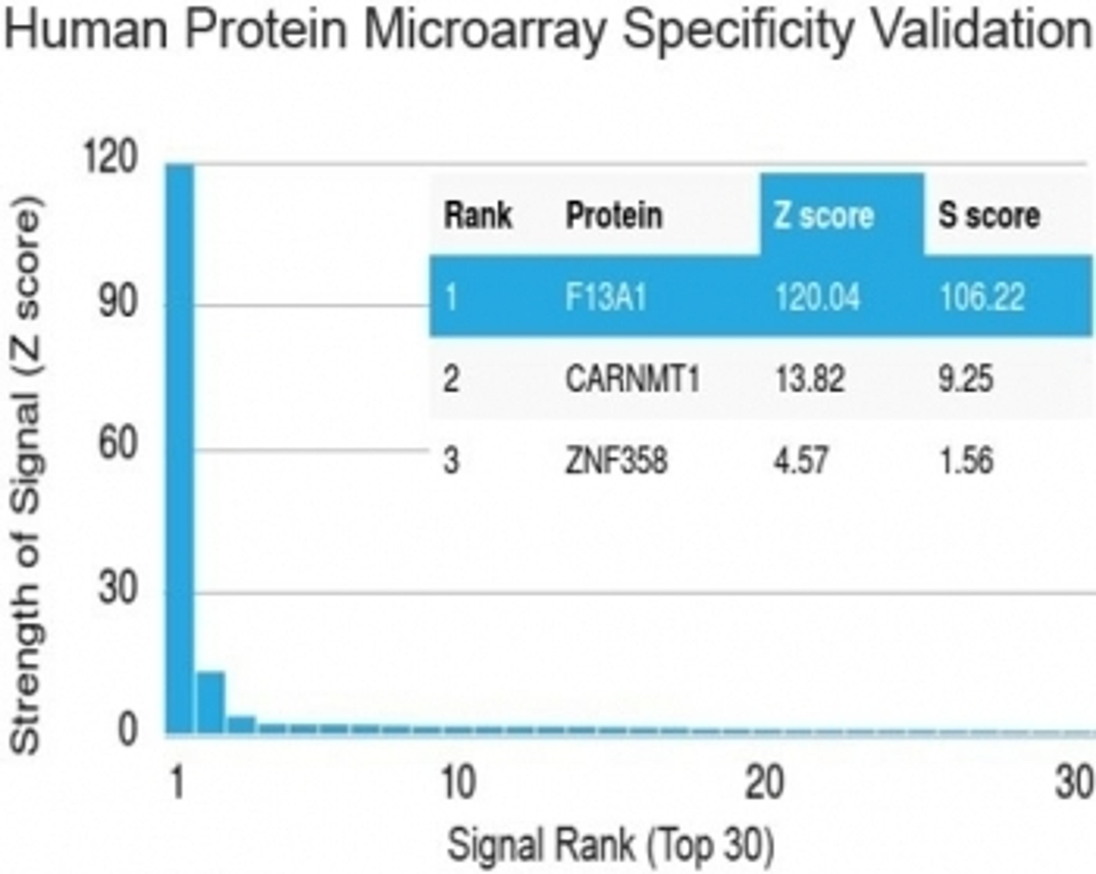 Analysis of HuProt(TM) microarray containing more than 19,000 full-length human proteins using Factor XIIIa antibody (clone F13A1/1448). Z- and S- score: The Z-score represents the strength of a signal that an antibody (in combination with a fluorescentl