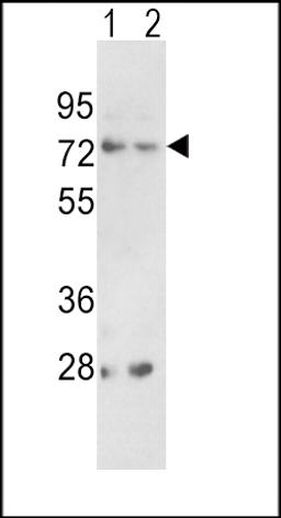 Western blot analysis of PCSK2 Antibody in 293(lane 1), K562(lane 2) cell line lysates (35ug/lane)