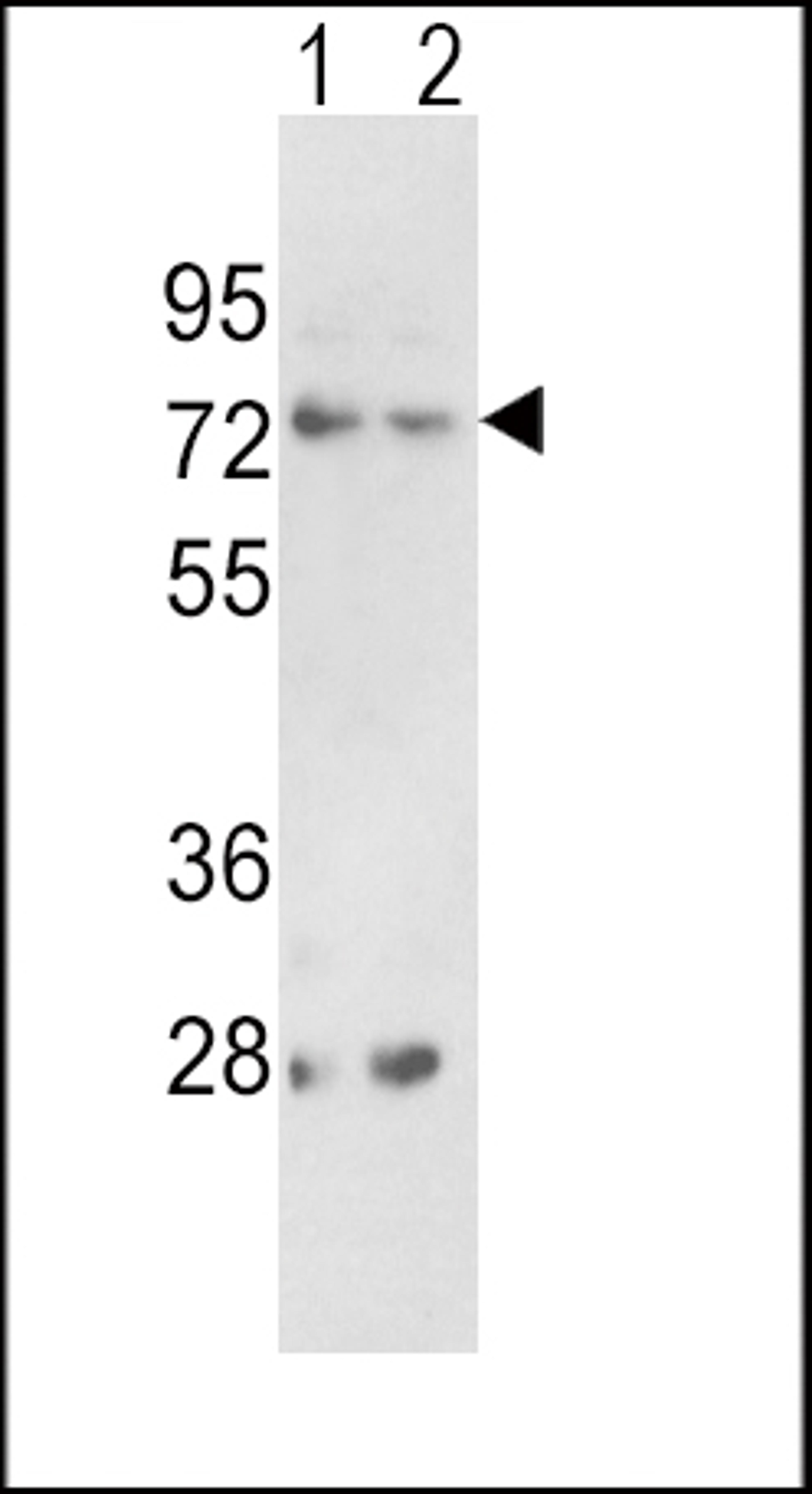 Western blot analysis of PCSK2 Antibody in 293(lane 1), K562(lane 2) cell line lysates (35ug/lane)