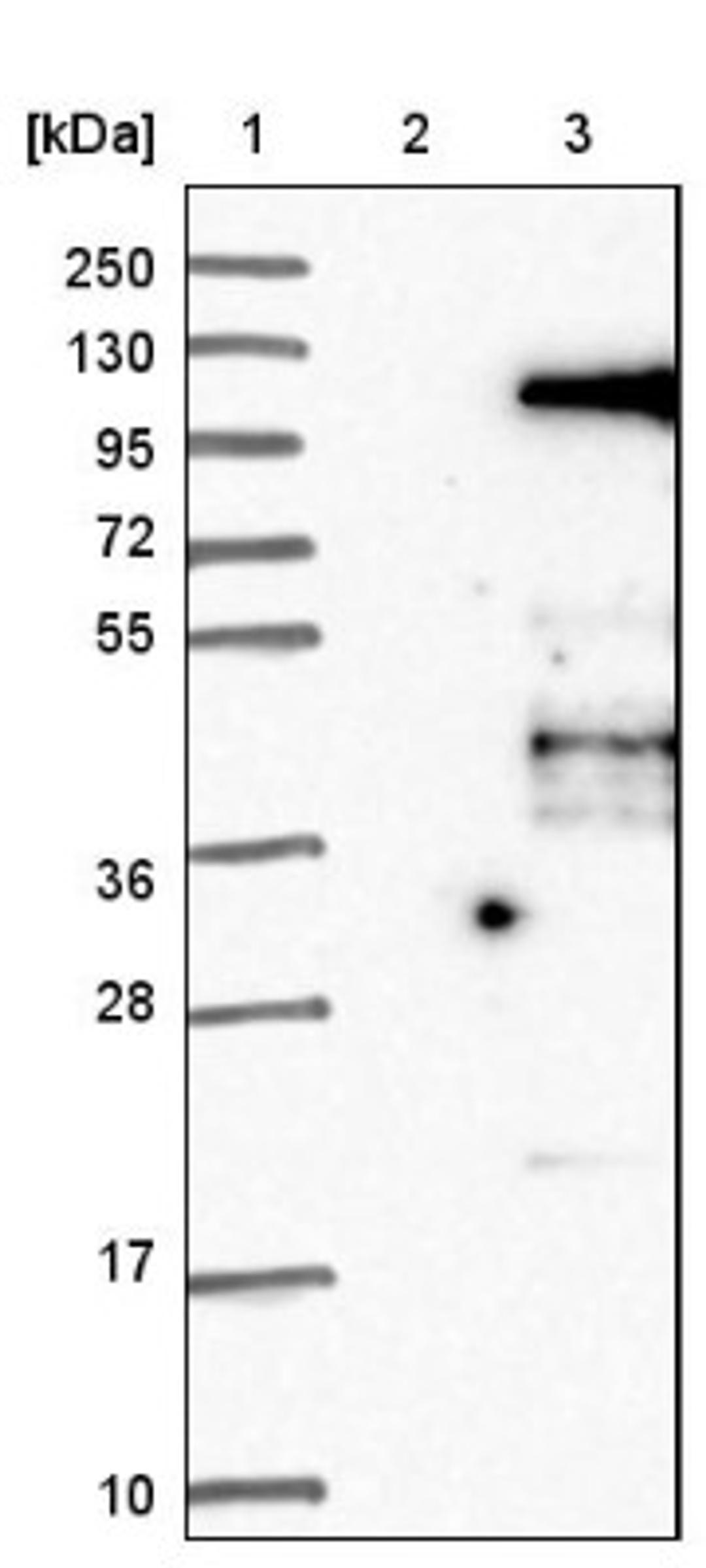 Western Blot: Elongin A Antibody [NBP1-87040] - Lane 1: Marker [kDa] 250, 130, 95, 72, 55, 36, 28, 17, 10<br/>Lane 2: Negative control (vector only transfected HEK293T lysate)<br/>Lane 3: Over-expression lysate (Co-expressed with a C-terminal myc-DDK tag (~3.1 kDa) in mammalian HEK293T cells, LY418839)