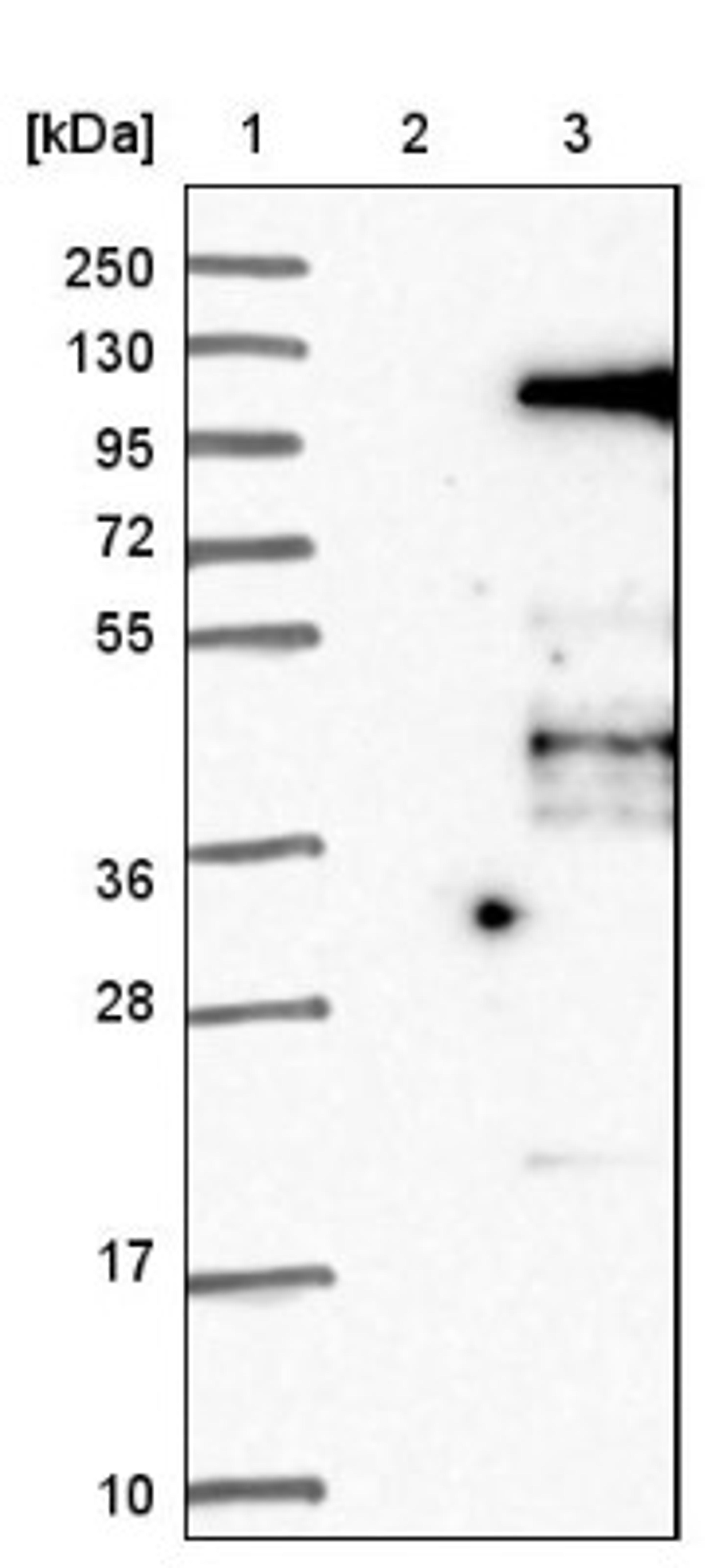 Western Blot: Elongin A Antibody [NBP1-87040] - Lane 1: Marker [kDa] 250, 130, 95, 72, 55, 36, 28, 17, 10<br/>Lane 2: Negative control (vector only transfected HEK293T lysate)<br/>Lane 3: Over-expression lysate (Co-expressed with a C-terminal myc-DDK tag (~3.1 kDa) in mammalian HEK293T cells, LY418839)