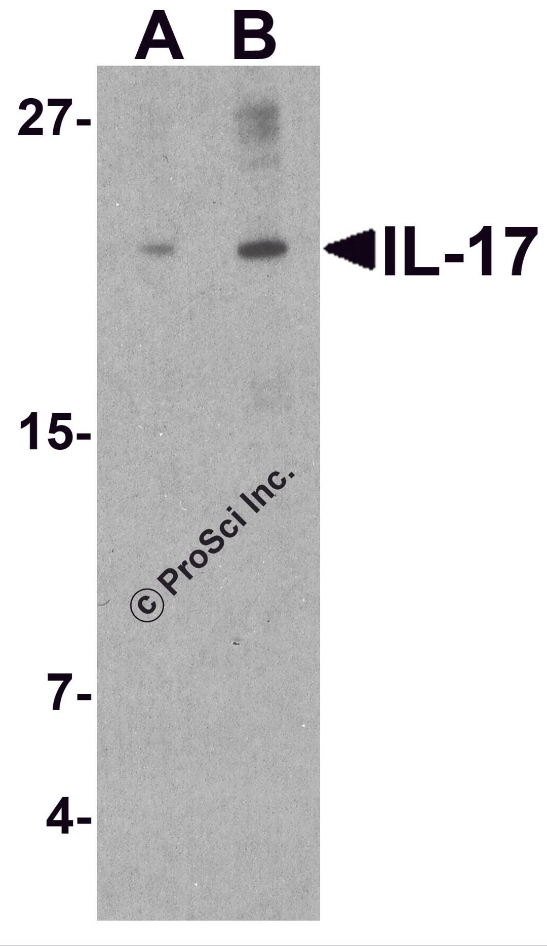 Western blot analysis of IL-17 in THP-1 cell lysate with IL-17 antibody at (A) 1 and (B) 2 &#956;g/mL.
g/ml.
