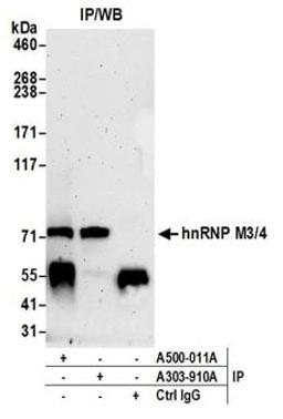 Detection of human hnRNP M3/4 by western blot of immunoprecipitates.