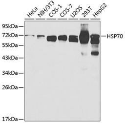 Western blot - HSP70 antibody (A0284)