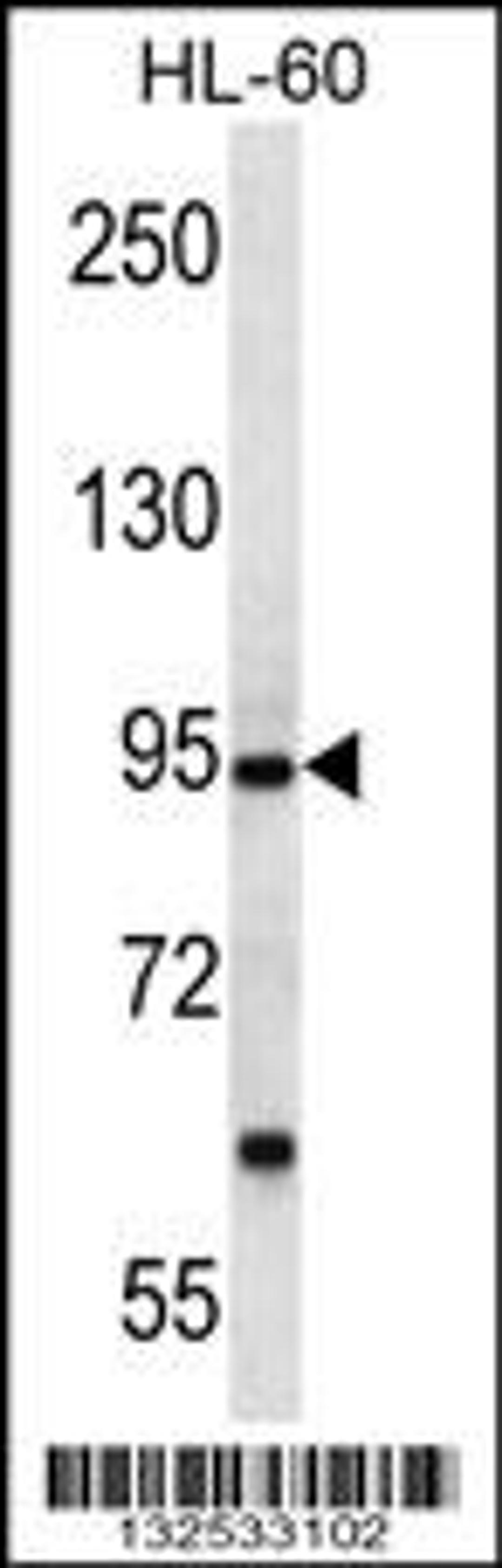 Western blot analysis in HL-60 cell line lysates (35ug/lane).