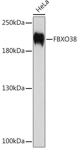 Western blot - FBXO38 Rabbit pAb (A10328)