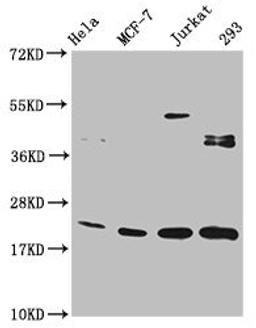 Western Blot. Positive WB detected in: Hela whole cell lysate, MCF-7 whole cell lysate, Jurkat whole cell lysate, 293 whole cell lysate. All lanes: HIST1H1C antibody at 1:100. Secondary. Goat polyclonal to rabbit IgG at 1/50000 dilution. Predicted band size: 22 kDa. Observed band size: 22 kDa