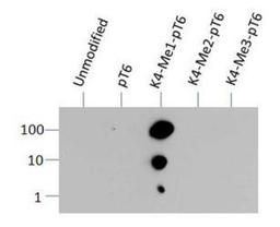 Dot Blot: Histone H3 [Monomethyl Lys4, p Thr6] Antibody [NB21-1037] - Dot blot analysis of H3K4me1/pT6 antibody in picomoles of protein.