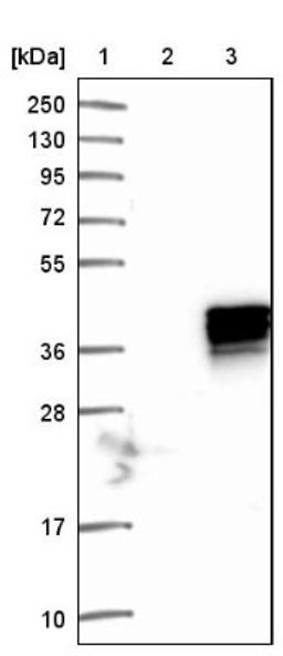 Western Blot: Tbx20 Antibody [NBP1-86492] - Lane 1: Marker [kDa] 250, 130, 95, 72, 55, 36, 28, 17, 10<br/>Lane 2: Negative control (vector only transfected HEK293T lysate)<br/>Lane 3: Over-expression lysate (Co-expressed with a C-terminal myc-DDK tag (~3.1 kDa) in mammalian HEK293T cells, LY412469)