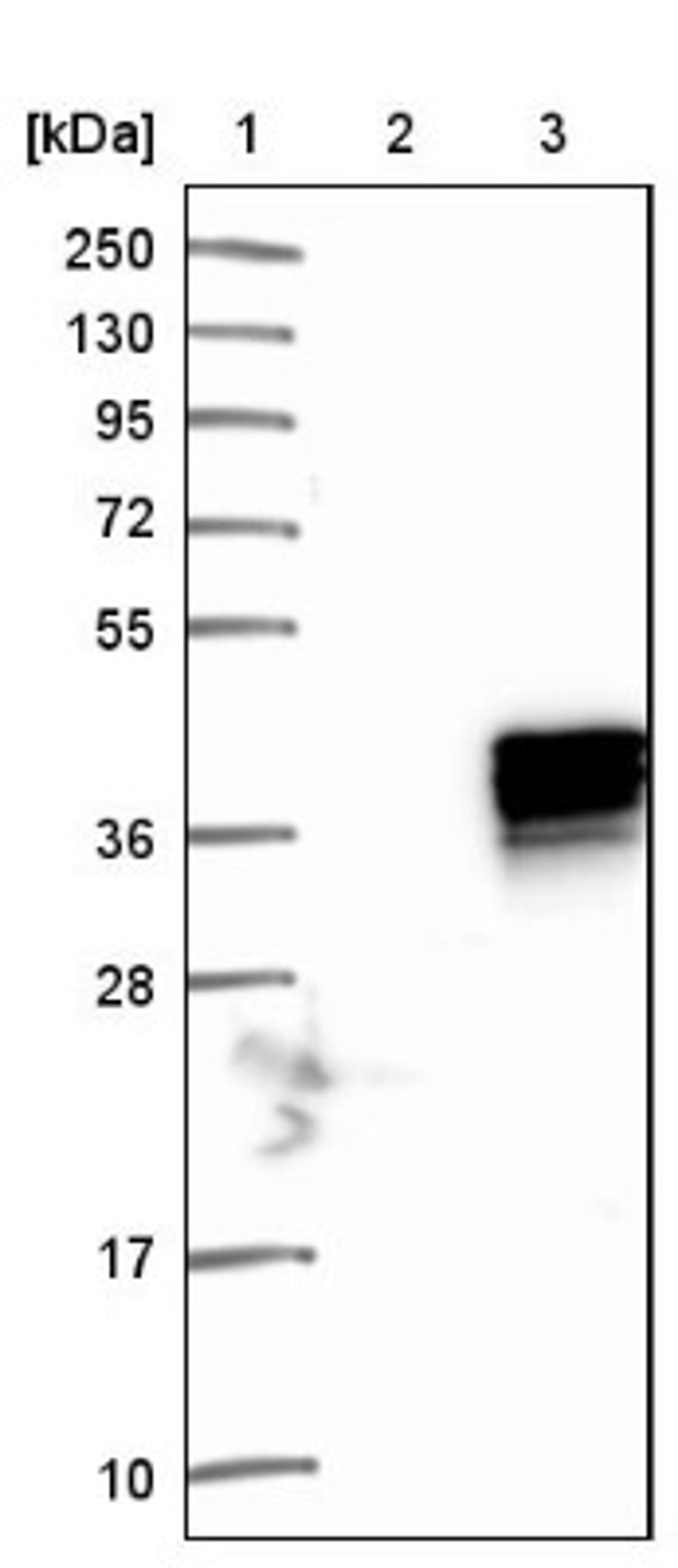 Western Blot: Tbx20 Antibody [NBP1-86492] - Lane 1: Marker [kDa] 250, 130, 95, 72, 55, 36, 28, 17, 10<br/>Lane 2: Negative control (vector only transfected HEK293T lysate)<br/>Lane 3: Over-expression lysate (Co-expressed with a C-terminal myc-DDK tag (~3.1 kDa) in mammalian HEK293T cells, LY412469)