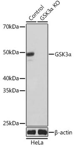 Western blot - GSK3a antibody (A19060)