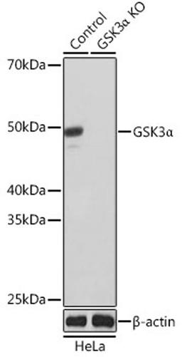 Western blot - GSK3a antibody (A19060)