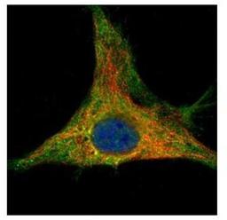 Immunocytochemistry/Immunofluorescence: Peroxiredoxin-6 Antibody [NBP2-19779] - Confocal immunofluorescence analysis of methanol-fixed HeLa, using Peroxiredoxin 6 antibody (Green) at 1:500 dilution. Alpha-tubulin filaments are labeled with Alpha-tubulin antibody (Red) at 1:2000.