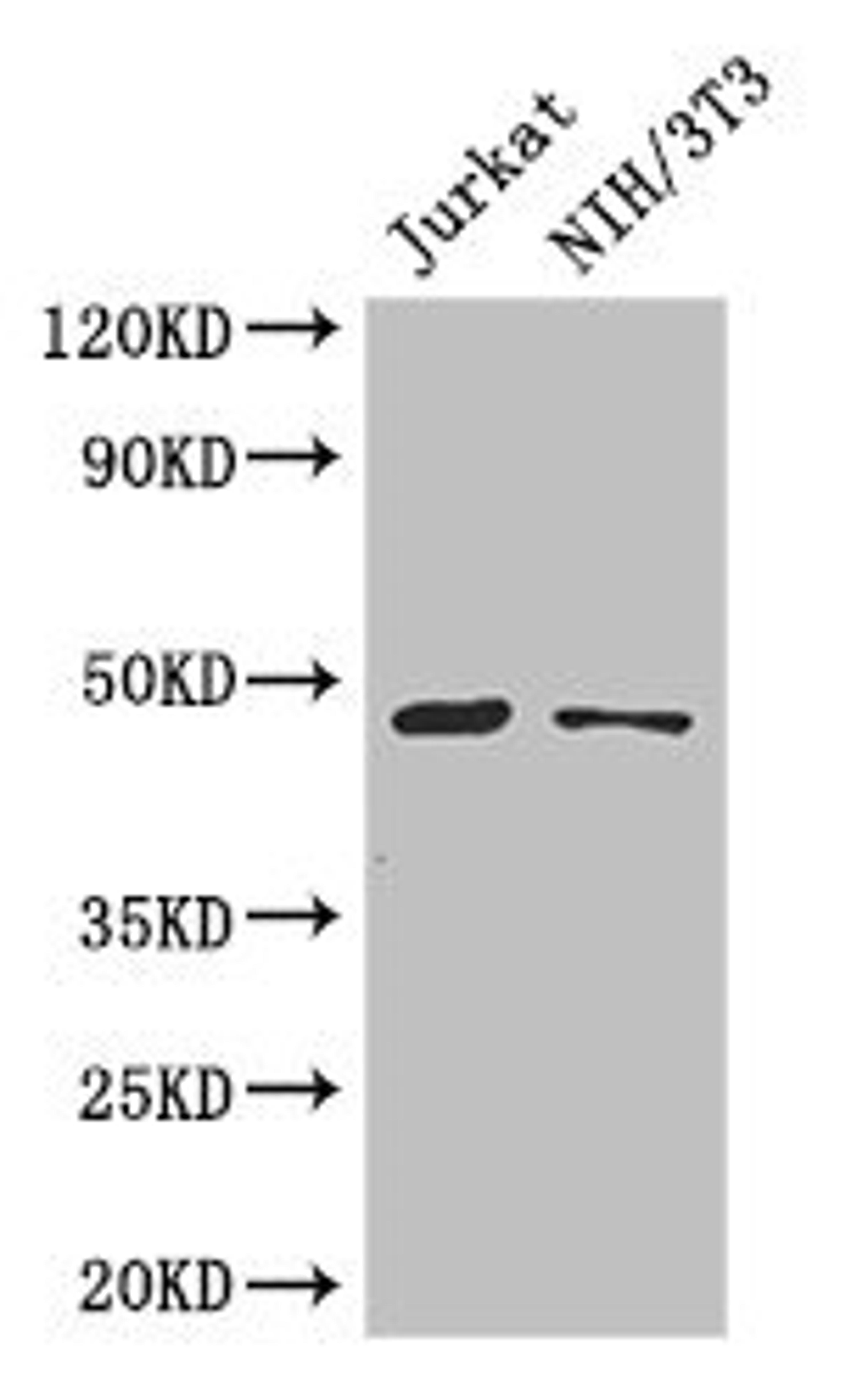 Western Blot. Positive WB detected in: Jurkat whole cell lysate, NIH/3T3 whole cell lysate. All lanes: SGK1 antibody at 3µg/ml. Secondary. Goat polyclonal to rabbit IgG at 1/50000 dilution. Predicted band size: 49, 60, 51, 48, 53 kDa. Observed band size: 49 kDa