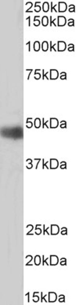 46-102 (0.5ug/ml) staining of Jurkat Nuclear lysate (35ug protein in RIPA buffer). Primary incubation was 1 hour. Detected by chemiluminescence