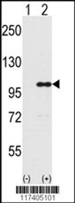 Western blot analysis of INPP5D using rabbit polyclonal INPP5D Antibody using 293 cell lysates (2 ug/lane) either nontransfected (Lane 1) or transiently transfected with the INPP5D gene (Lane 2).