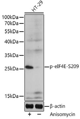 Western blot - Phospho-eIF4E-S209 pAb (AP0747)