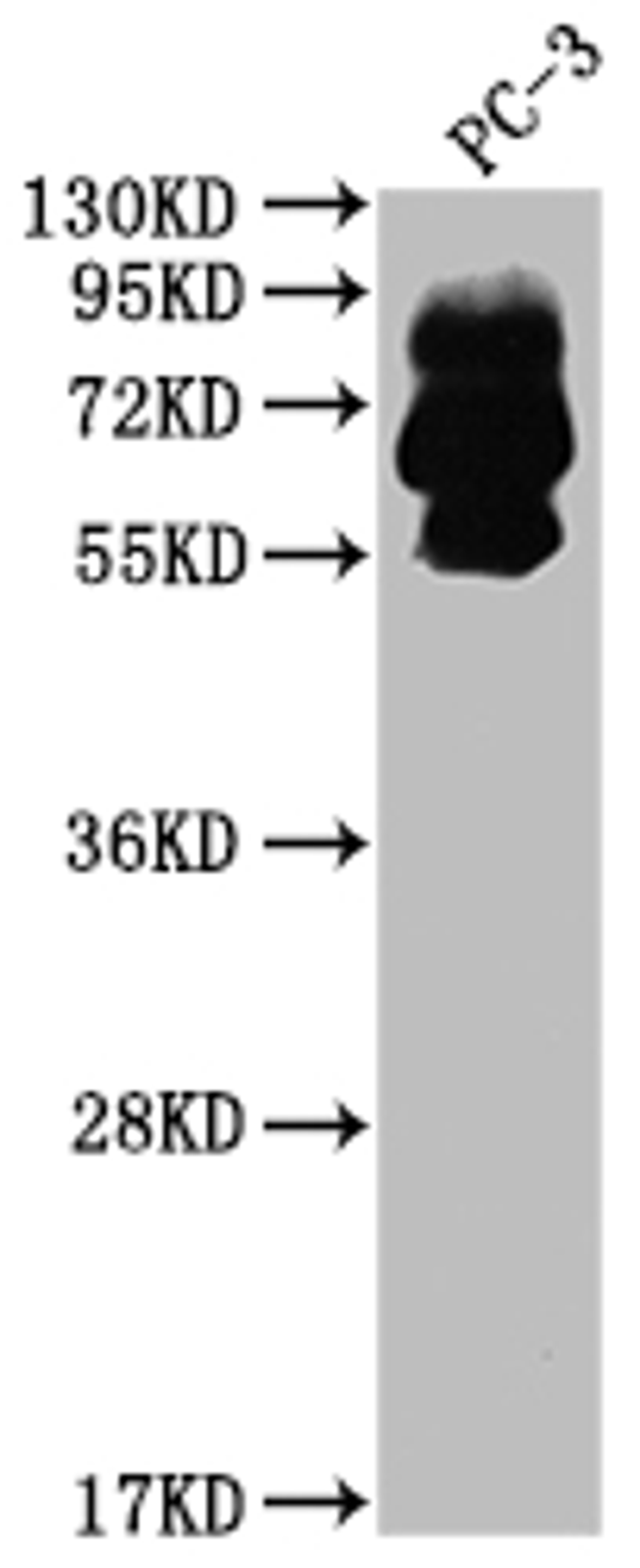 Western Blot. Positive WB detected in: PC-3 whole cell lysate. All lanes: PCSK9 antibody at 1:2000. Secondary. Goat polyclonal to rabbit IgG at 1/50000 dilution. Predicted band size: 75, 21 kDa. Observed band size: 60, 75 kDa. 