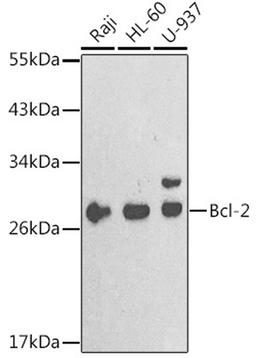 Western blot - Bcl-2 antibody (A2845)