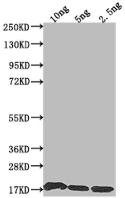 Western Blot. Positive WB detected in Recombinant protein. All lanes: S antibody at 1:2000. Secondary. Goat polyclonal to rabbit IgG at 1/50000 dilution. Predicted band size: 17.2 kDa. Observed band size: 17 kDa. 