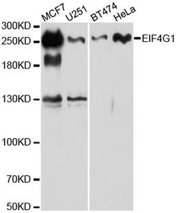 Western blot - EIF4G antibody (A6086)