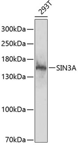 Western blot - SIN3A antibody (A13928)