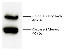 Total cell lysates from Jurkat cells were incubated with Rabbit Anti-Human DR5-UNLB , resolved by electrophoresis, transferred to PVDF membrane, and probed with Rat Anti-Human Caspase-2-UNLB (Cat. No. 99-808). Proteins were visualized using Goat Anti-Rat