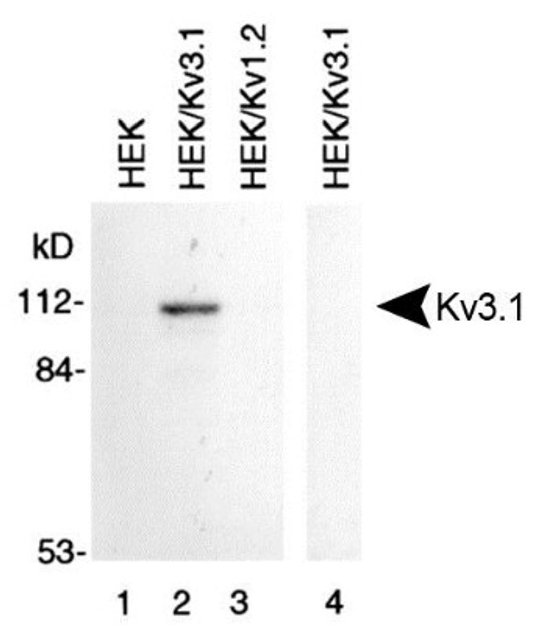 Western Blot: Kv3.1 Antibody [NBP1-42819] - Membrane preparations from HEK-293 cells untransfected (lane 1), transfected with Kv3.1 (lanes 2 and 4) and transfected with Kv1.2 (lane 3) were subjected to SDS-PAGE and were Western blotted with Kv3.1 Antibody (NBP1-42819). Lane 4 was probed with NBP1-42819 that had been preincubated with the peptide used to generate NBP1-42819.