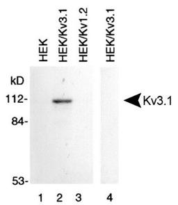 Western Blot: Kv3.1 Antibody [NBP1-42819] - Membrane preparations from HEK-293 cells untransfected (lane 1), transfected with Kv3.1 (lanes 2 and 4) and transfected with Kv1.2 (lane 3) were subjected to SDS-PAGE and were Western blotted with Kv3.1 Antibody (NBP1-42819). Lane 4 was probed with NBP1-42819 that had been preincubated with the peptide used to generate NBP1-42819.