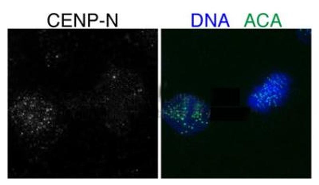 Immunocytochemistry/Immunofluorescence: CENPN Antibody [NBP1-79664] - Sample Type : DNA/ACA