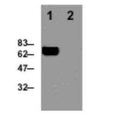 Western Blot: Perforin Antibody (CB5.4) [NBP1-97512] - Detection of perforin in the mouse T cell clone B6.1. (lane 1). Absence of perforin in the mouse fibroblast cell line NIH.3T3 (lane 2). The protein migrates as a 66 kDa species.  Method: Cell extracts from the T cell clone B6.1 (2x10^6) were resolved by SDS-PAGE under reducing conditions, transferred to nitrocellulose and probed with the CB5.4 antibody at 1 ug/ml. Proteins were visualized using a peroxidase-conjugated antibody to rat IgG and a chemiluminescence detection system.