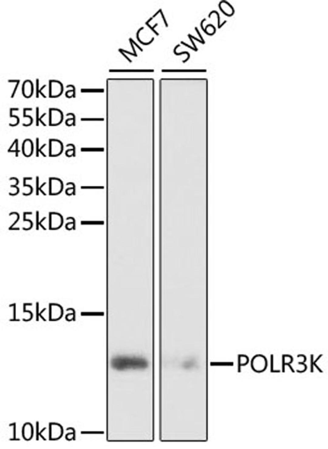 Western blot - POLR3K antibody (A6467)