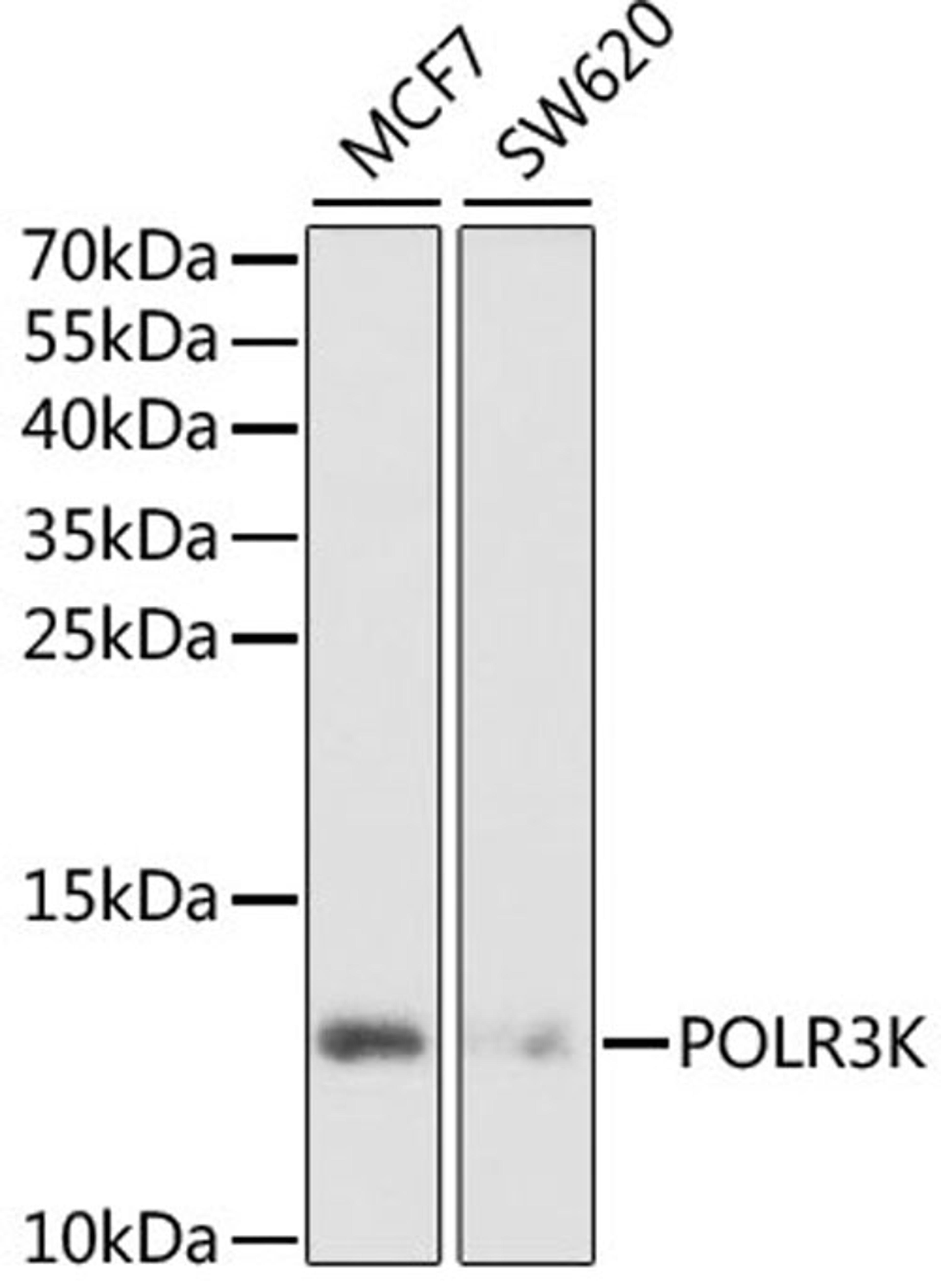 Western blot - POLR3K antibody (A6467)