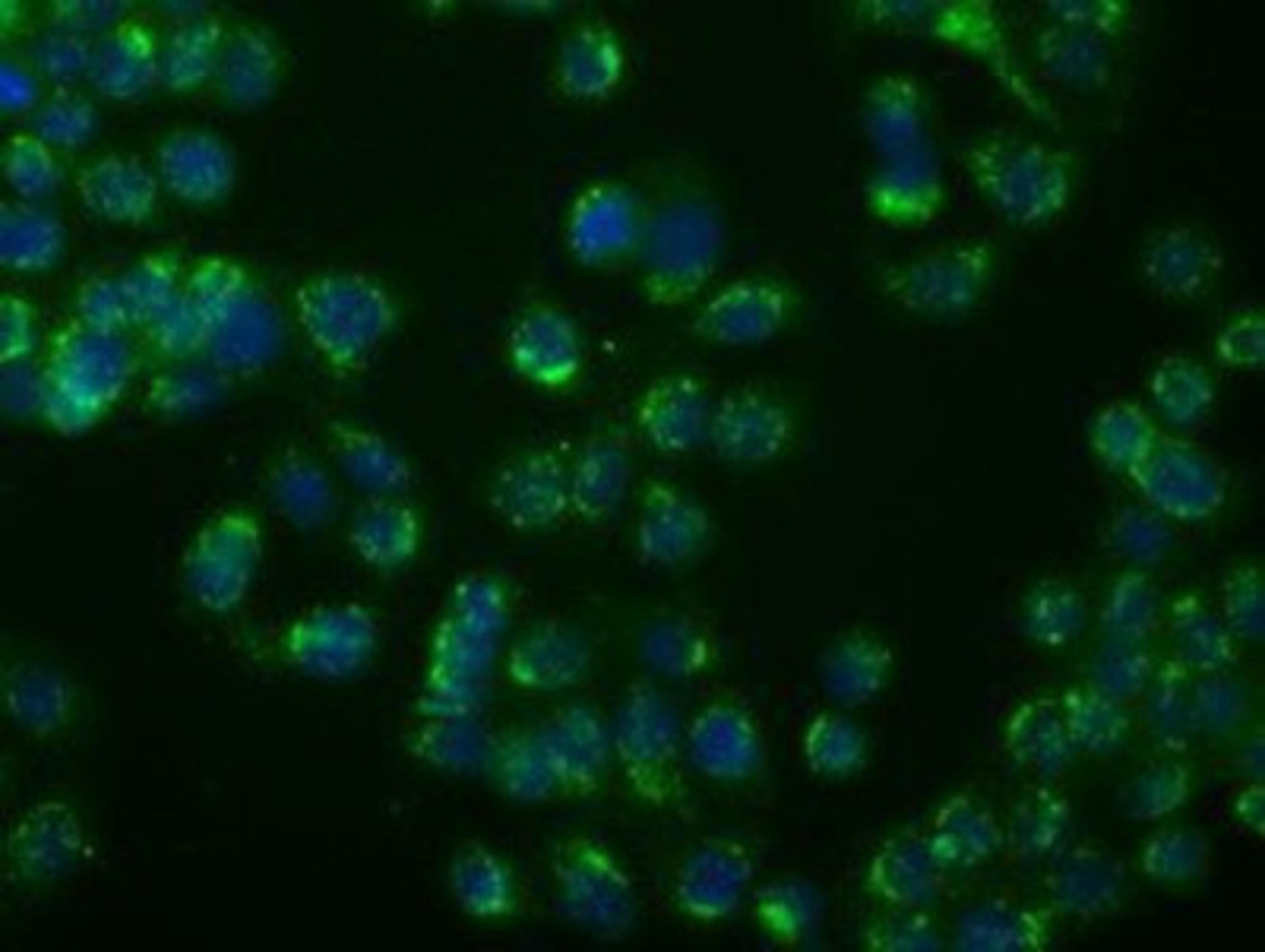 Immunocytochemistry/Immunofluorescence: Prostate Secretory Protein/PSP Antibody (6C7) [NBP2-02450] - Immunofluorescent staining of HeLa cells using anti-Prostate Secretory Protein/PSP mouse monoclonal antibody (6C7).