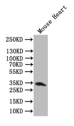 Western Blot. Positive WB detected in: recombinant protein. All lanes: Clec4g Antibody at 1:1000. Secondary. Goat polyclonal to rabbit IgG at 1/50000 dilution. Predicted band size: 31 kDa. Observed band size: 31 kDa.
