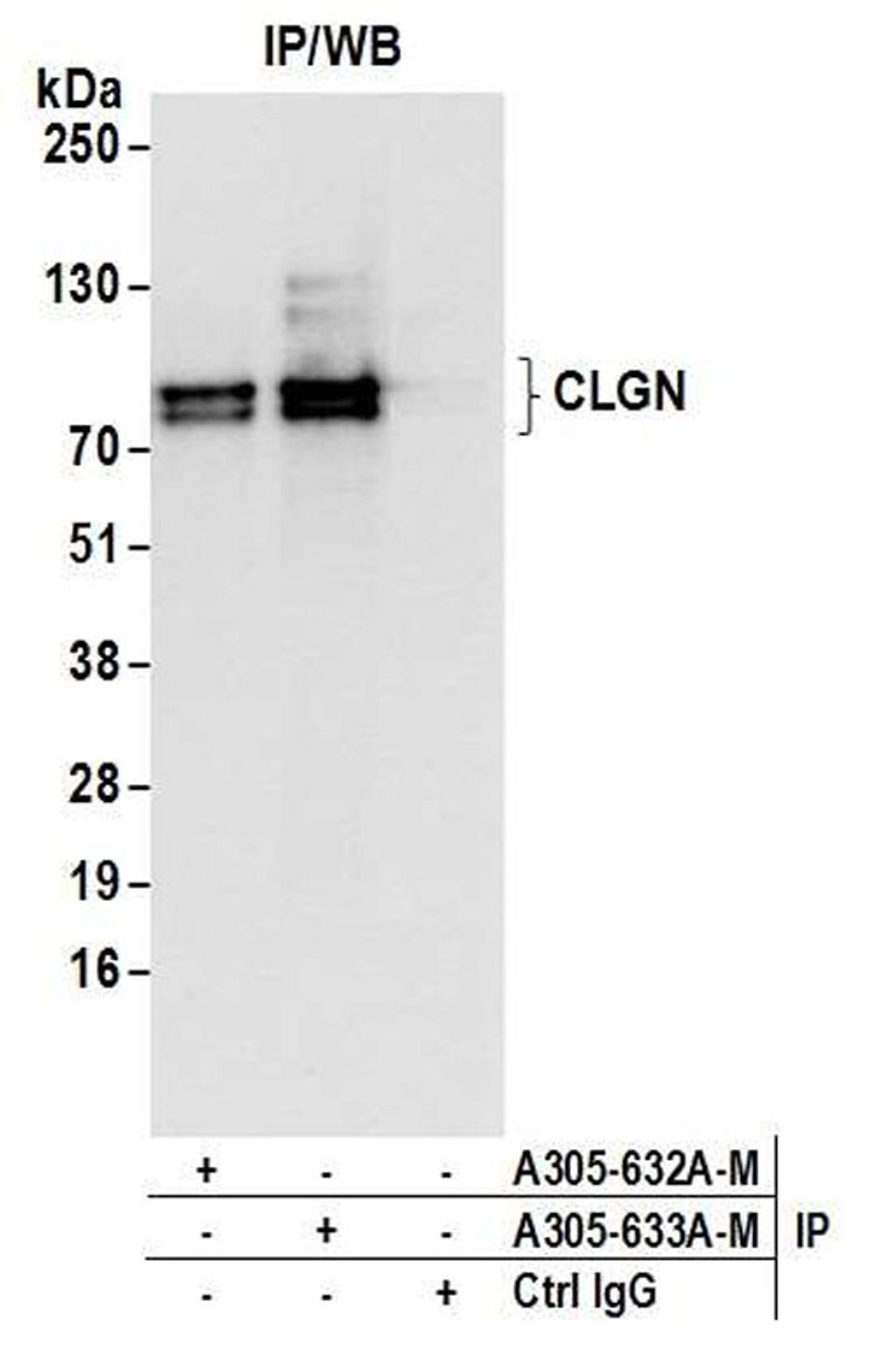 Detection of human CLGN by WB of IP.