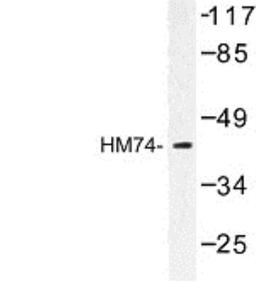 Western Blot: GPR109B/HM74 Antibody [NBP1-00875] - Analysis of HM74 (T327) antibody in extracts from RAW264.7 cells.