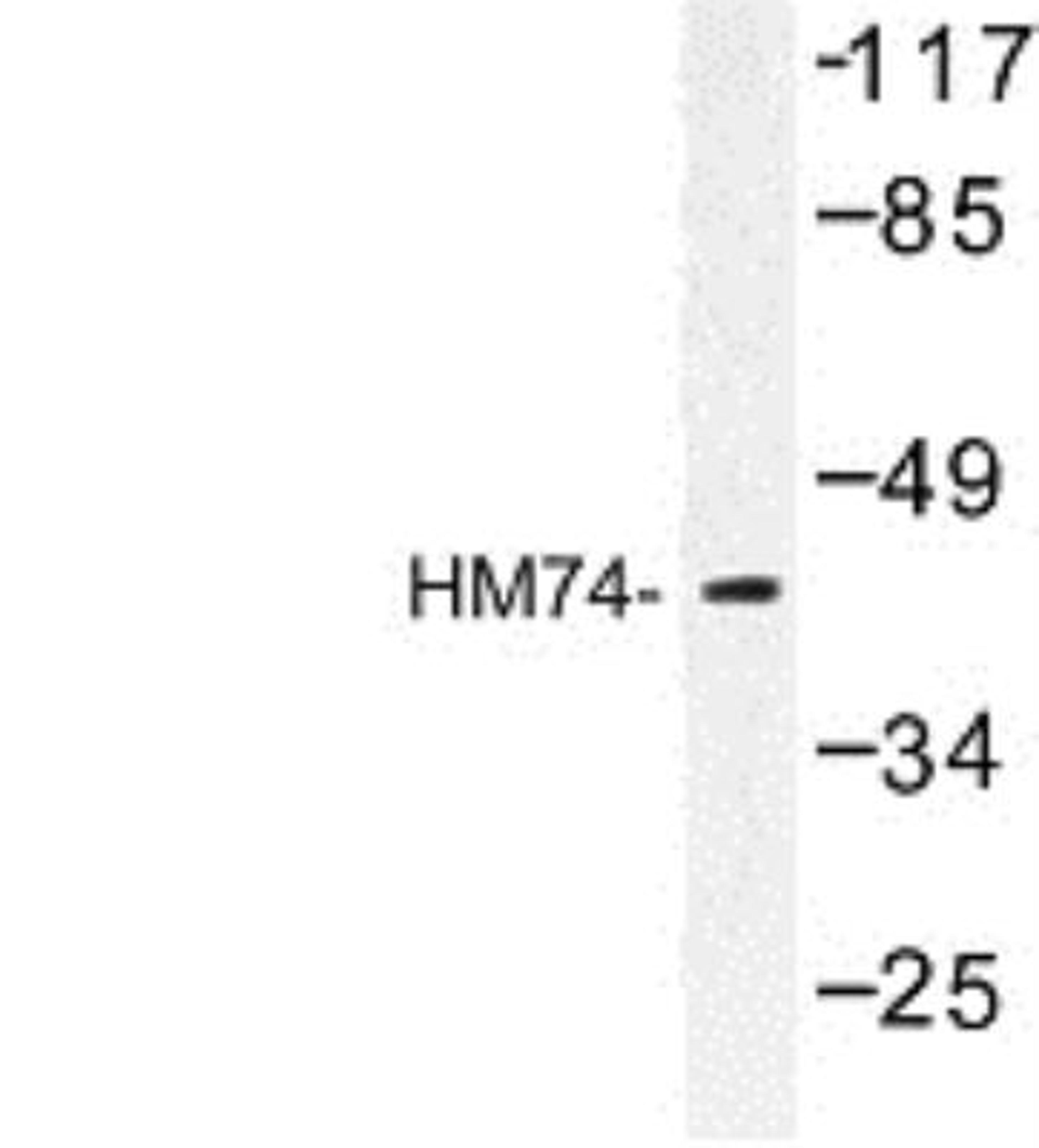 Western Blot: GPR109B/HM74 Antibody [NBP1-00875] - Analysis of HM74 (T327) antibody in extracts from RAW264.7 cells.