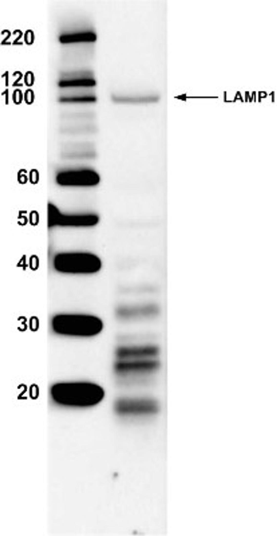 Western Blot: LAMP-1/CD107a Antibody [NB120-19294] - Analysis of 20 ug of HeLa cell lysate and 5 ul of Molecular Weight Protein Ladder per well.