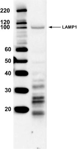 Western Blot: LAMP-1/CD107a Antibody [NB120-19294] - Analysis of 20 ug of HeLa cell lysate and 5 ul of Molecular Weight Protein Ladder per well.