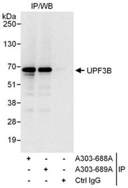 Detection of human UPF3B by western blot of immunoprecipitates.