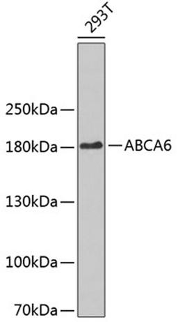 Western blot - ABCA6 antibody (A3191)