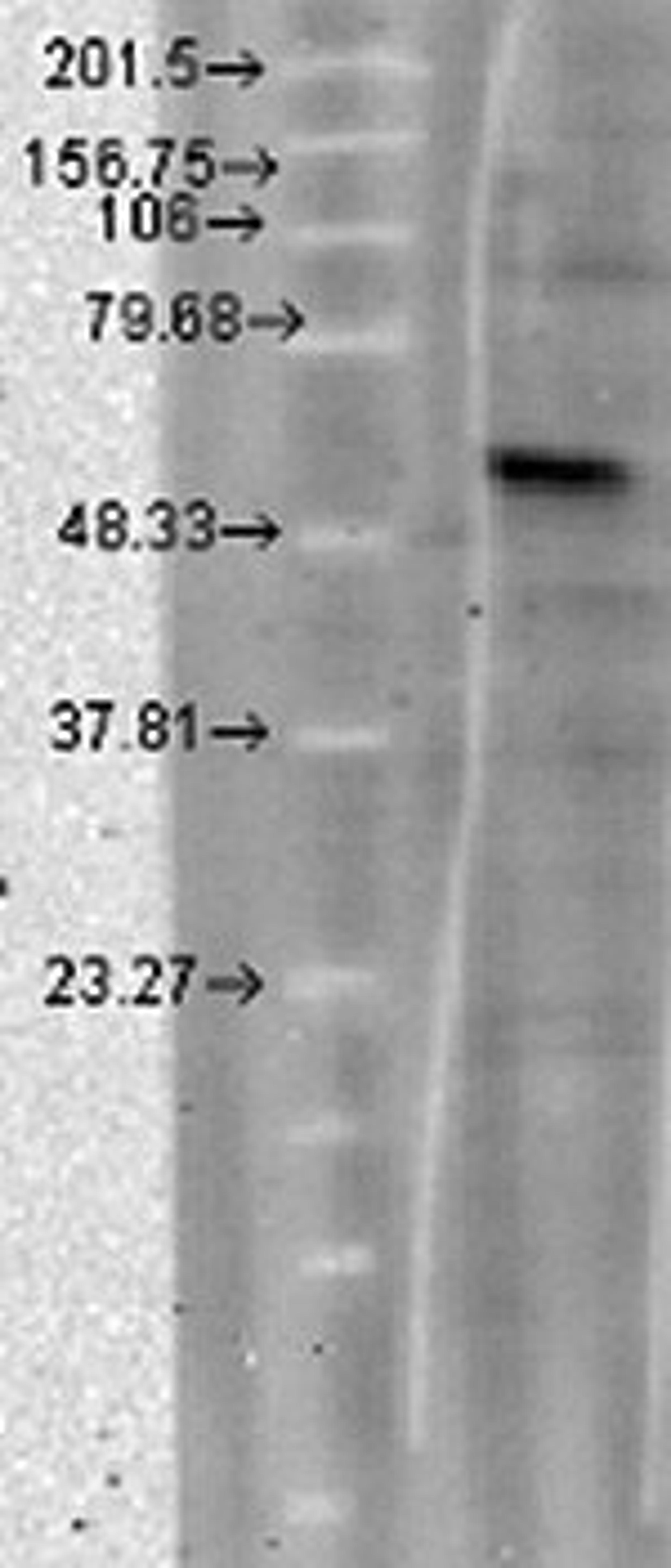 Western blot analysis of T-CHO lysates using CaVbeta4 antibody